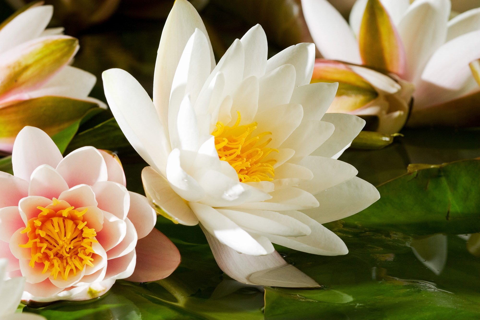 blueten-wasser-lotus