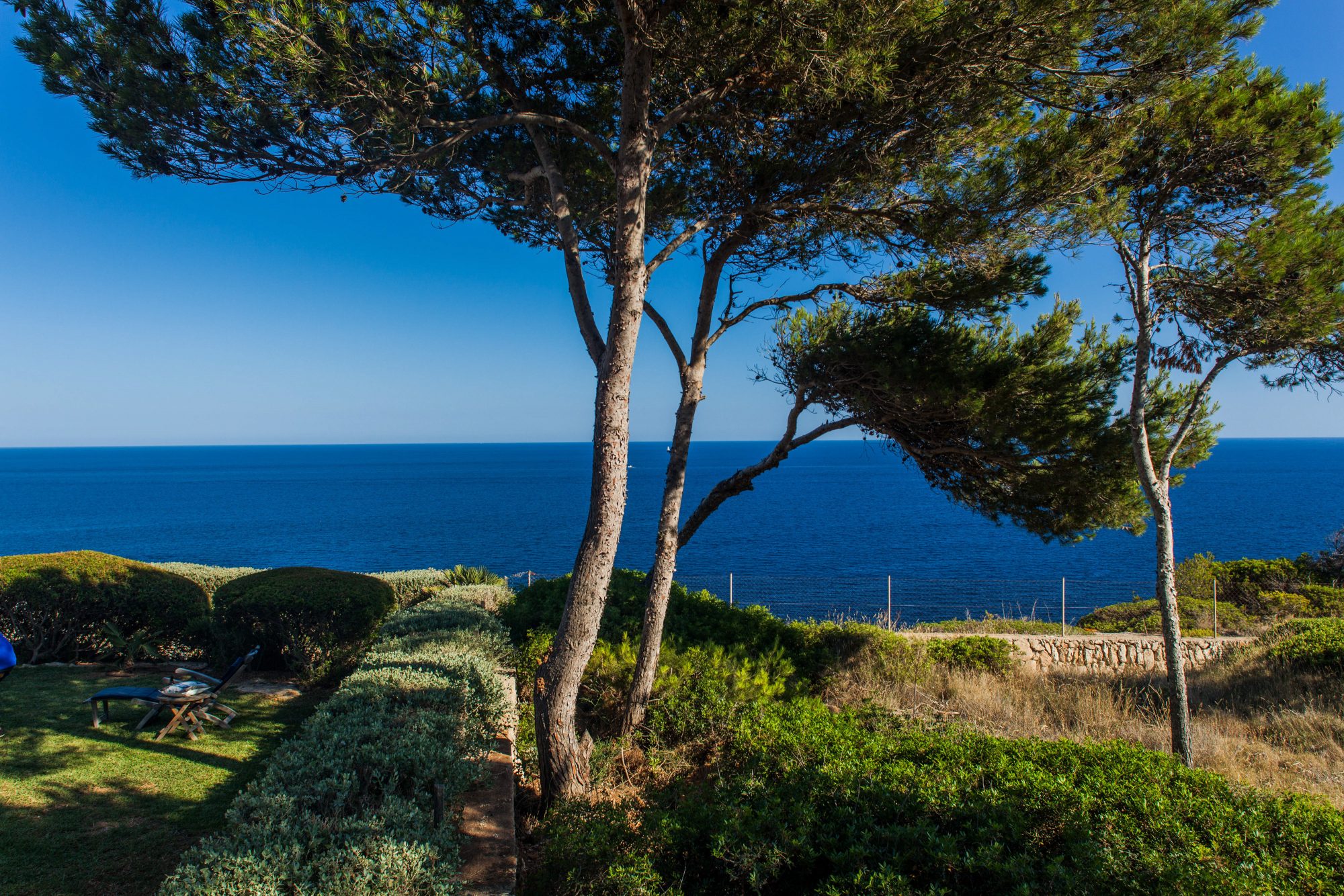 kiefern-pinien-machia-am-mittelmee