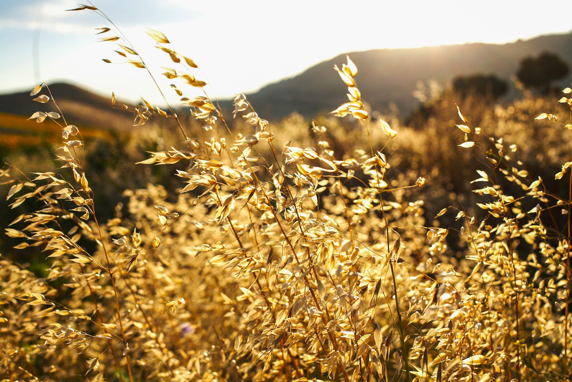korn-feld-aehren-im-wind-gegenlicht