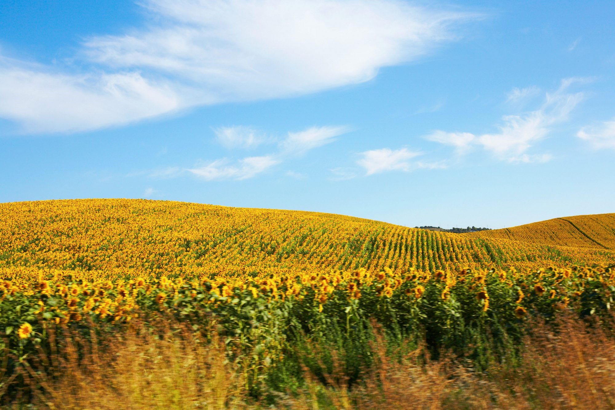 sonnenblumen-felder-blauer-himmel