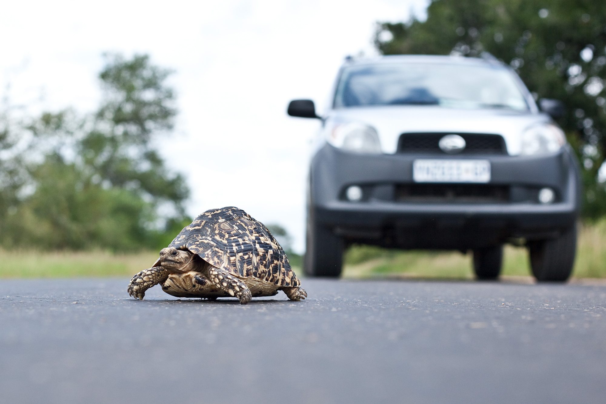 tier-vs.-auto-straße-gefahr