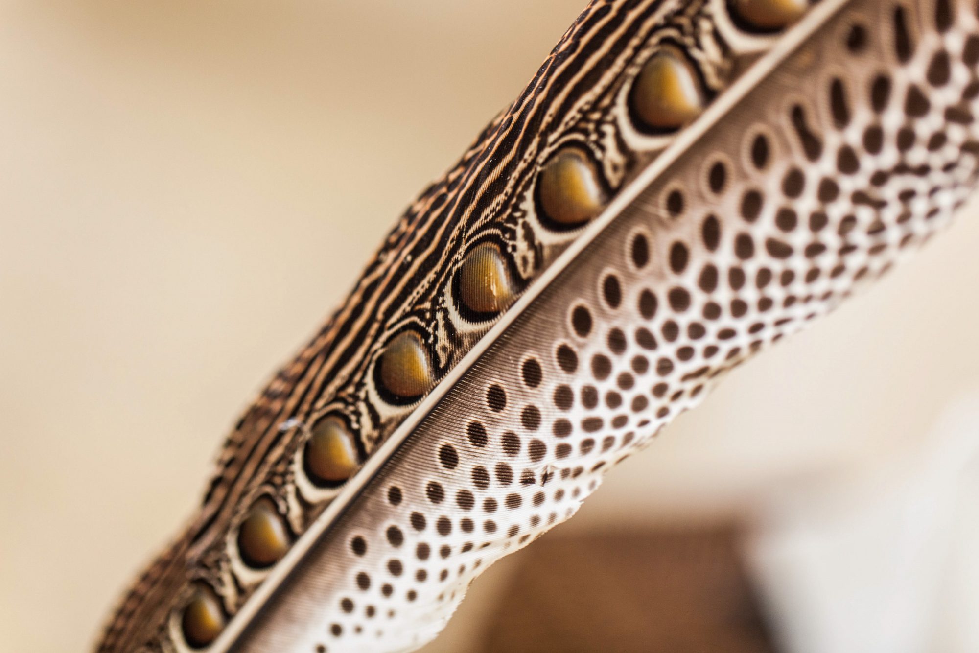 feder-braun-gold-punkte