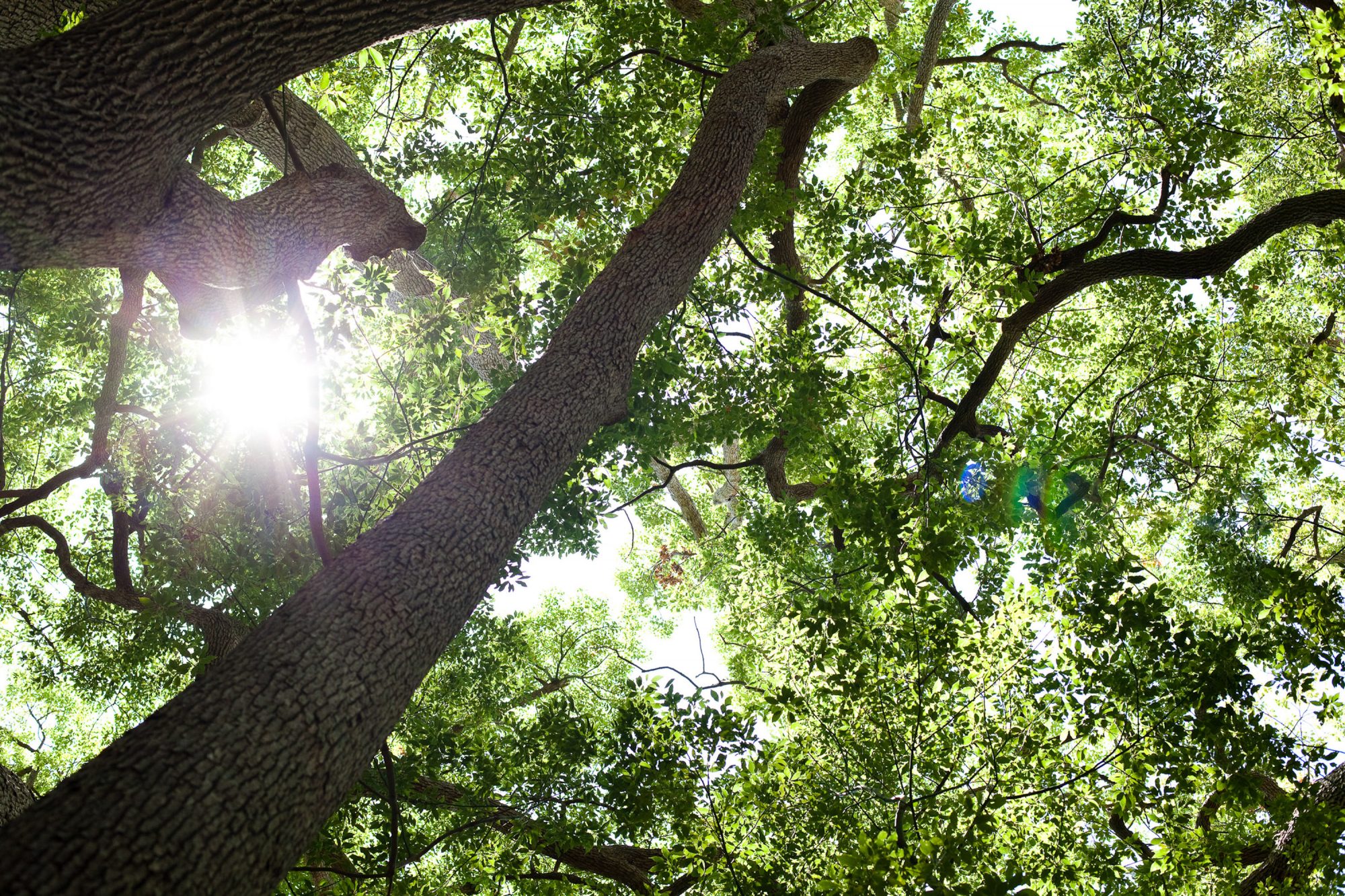 baeume-sonne-durch-blaetterdach-gegenlicht