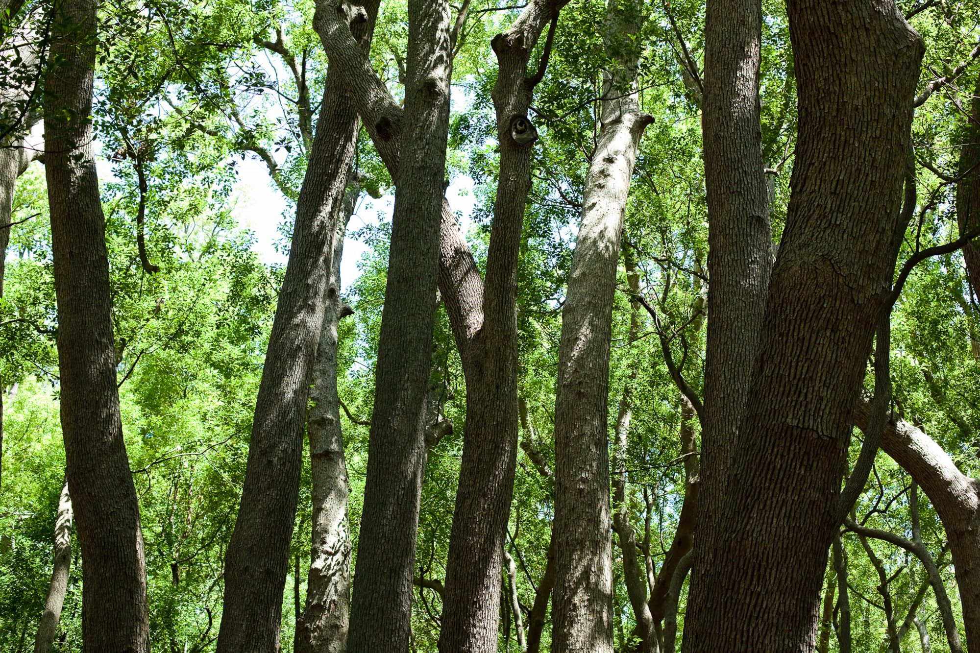 baeume-staemme-gruen