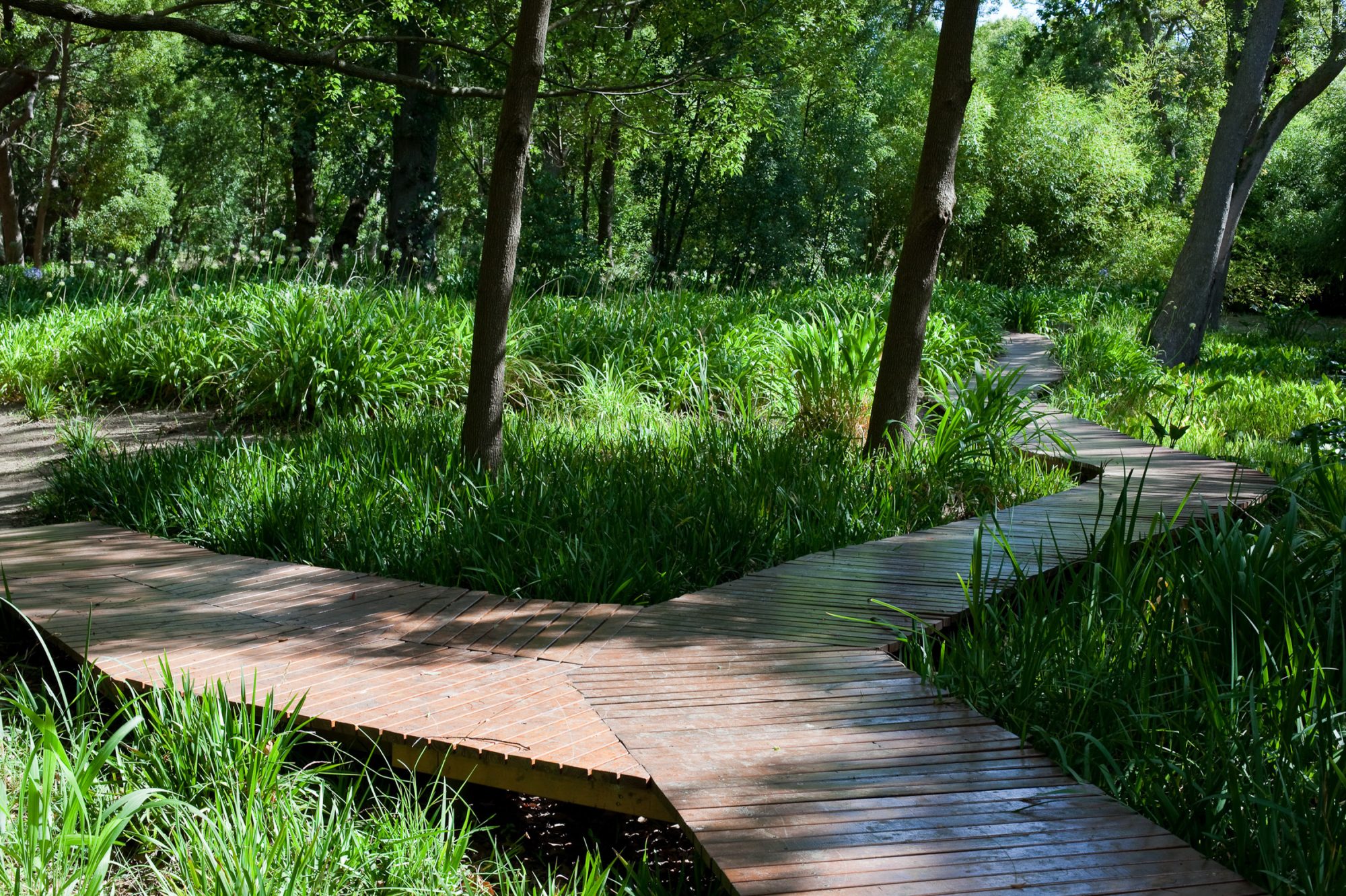befestigter-holz-weg-durch-wald-kreuzung