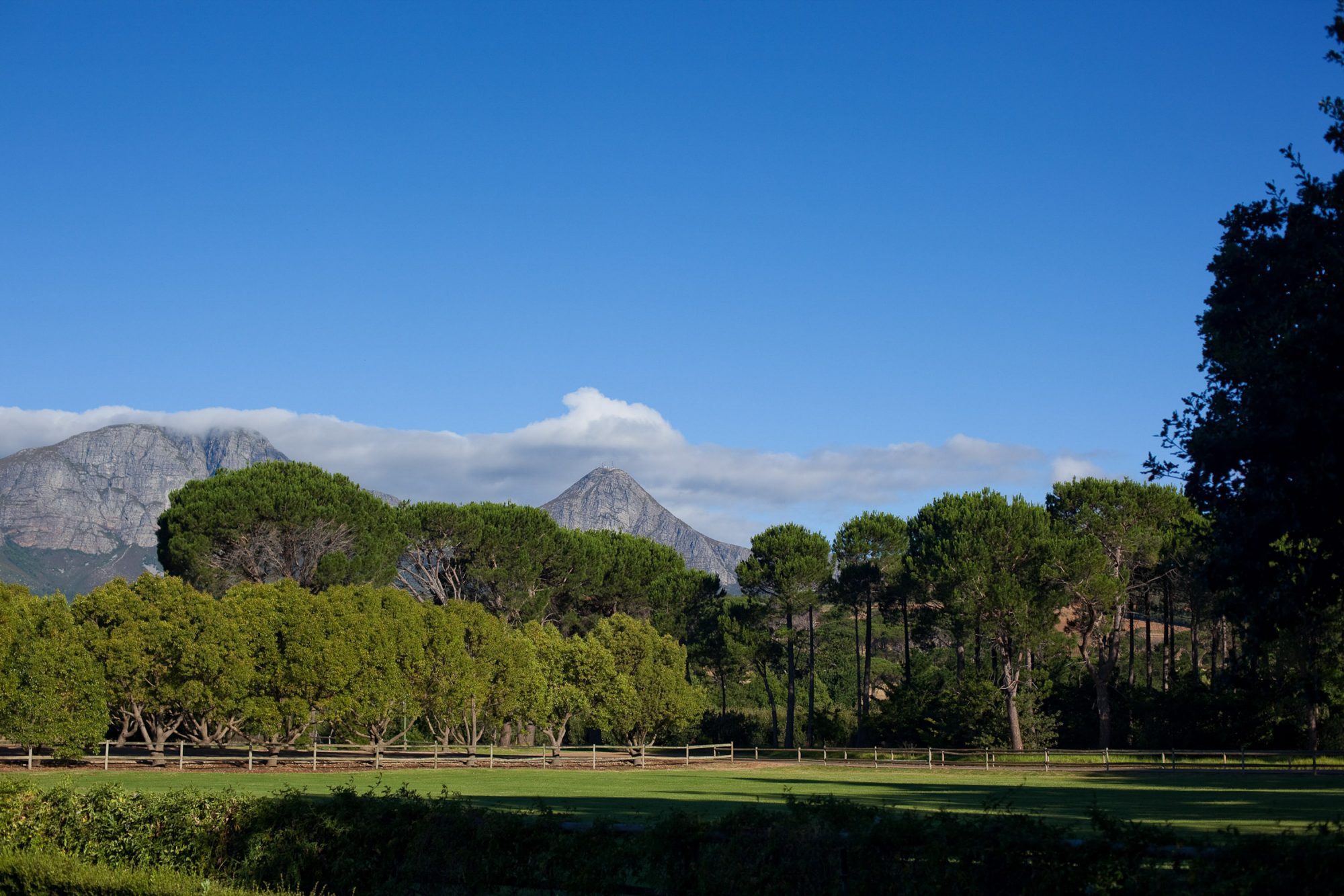 berge-wald-koppel-misch-vegetation