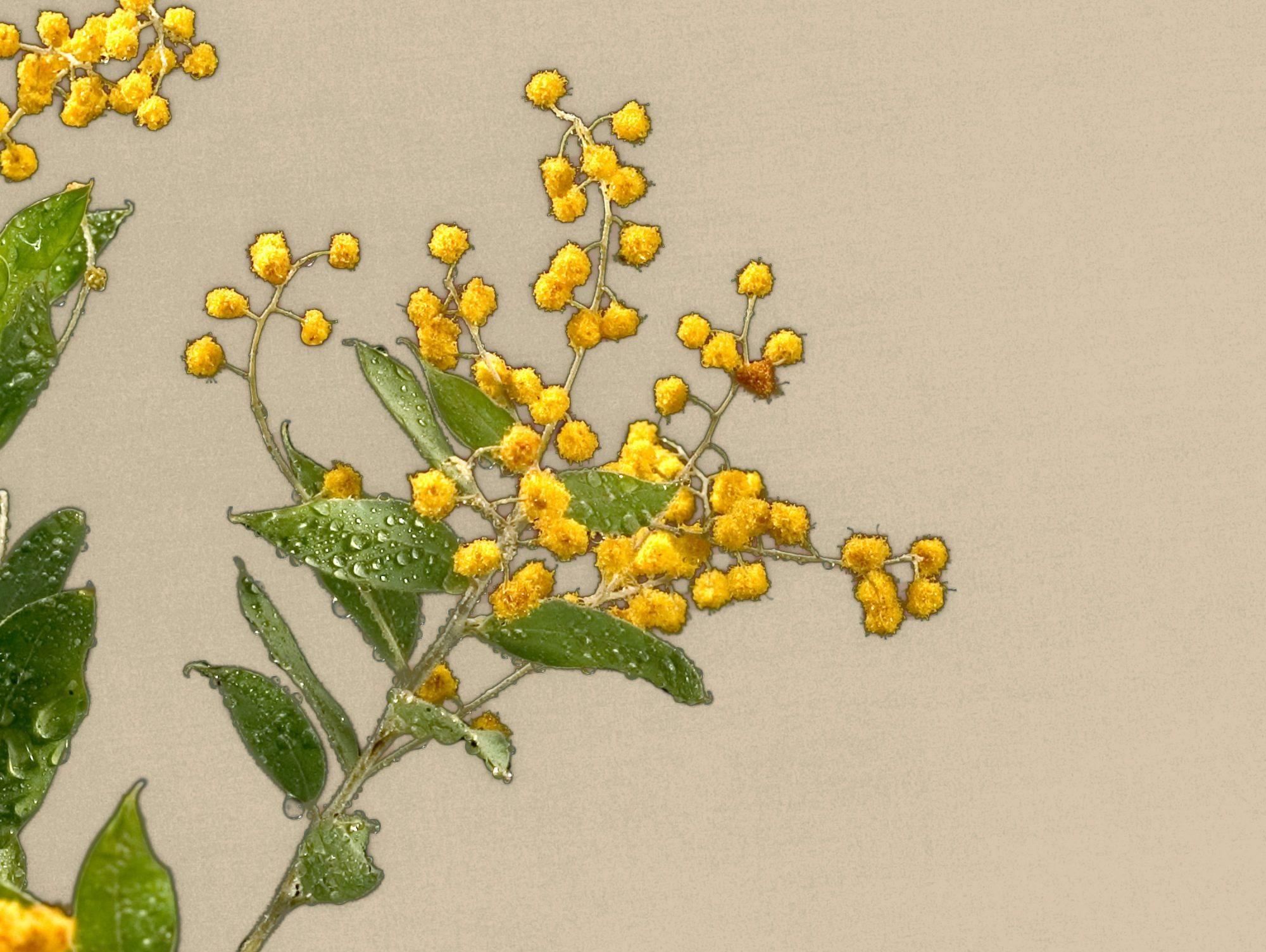 ginster-gelbe-bluete