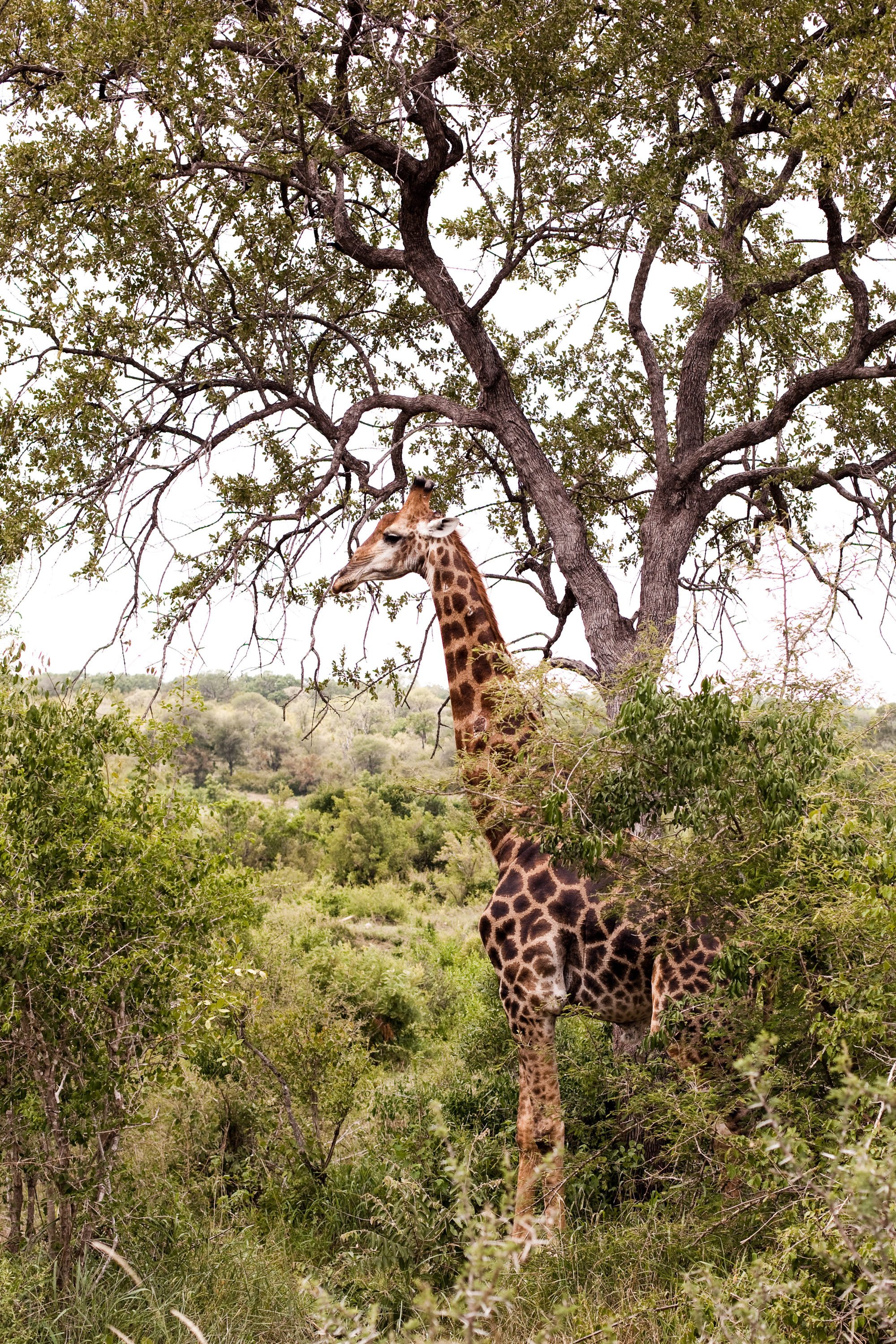 giraffe-im-busch-tarnung
