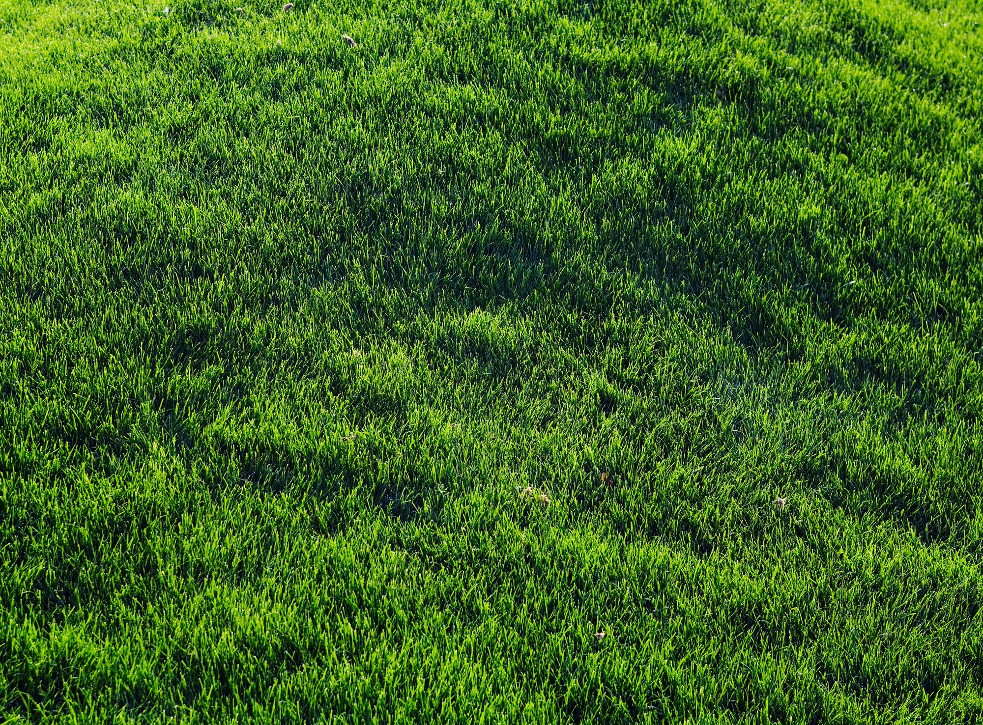 gruener-rasen-gras-halme