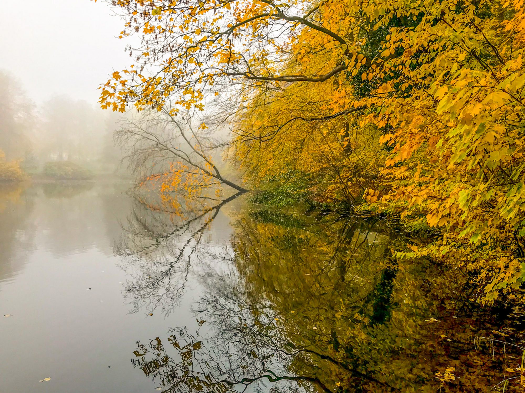 herbst-laub-see-gelb-baeme