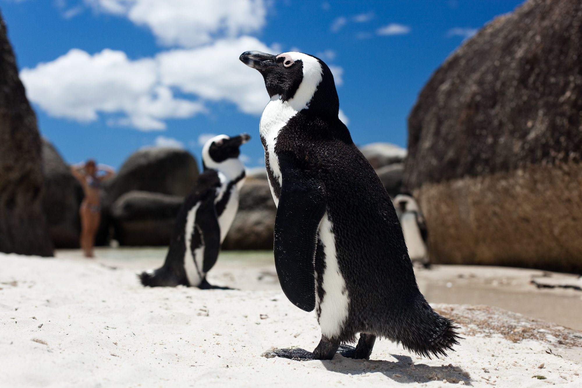 kapstadt-boulders-pinguine