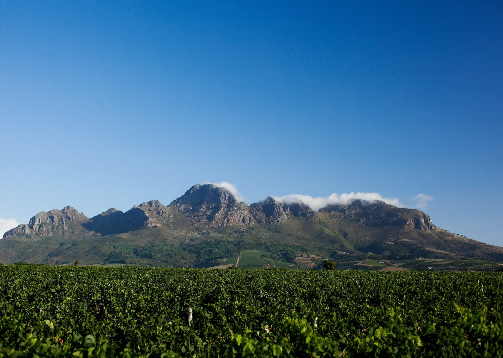 kapstadt-stellenbosch-vegetation-weinbau-berge