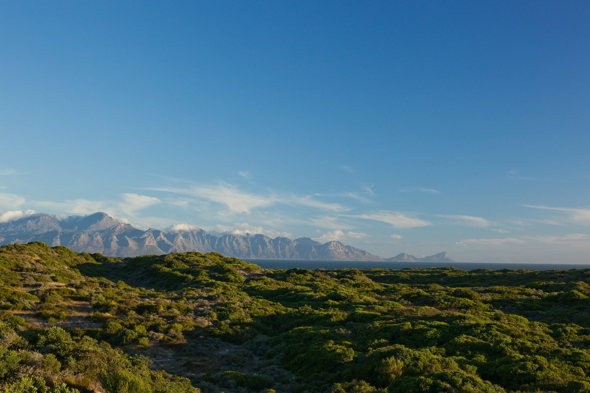 kapstadt-vegetation-meer-berge
