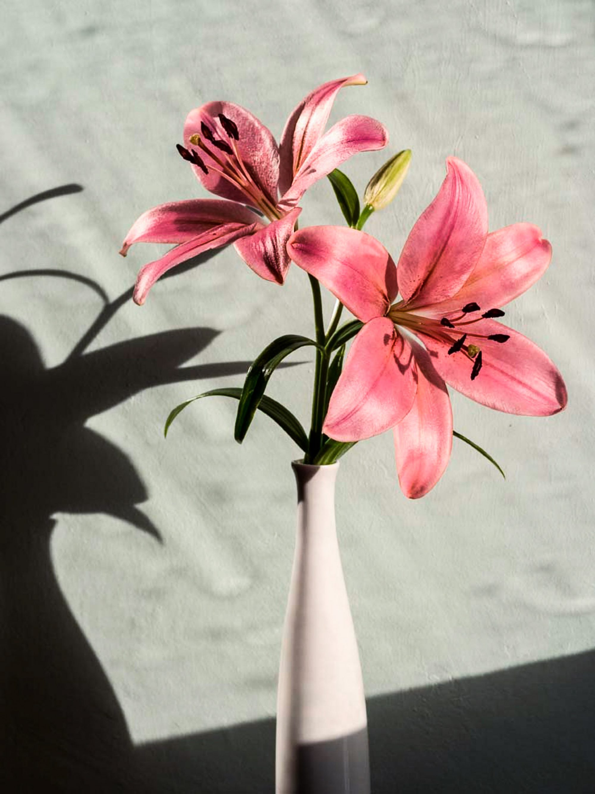 rosa-lilie-licht-schatten