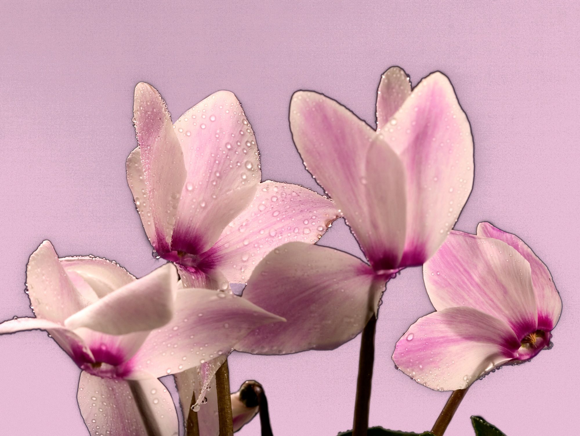 rosa-weisse-feilchen