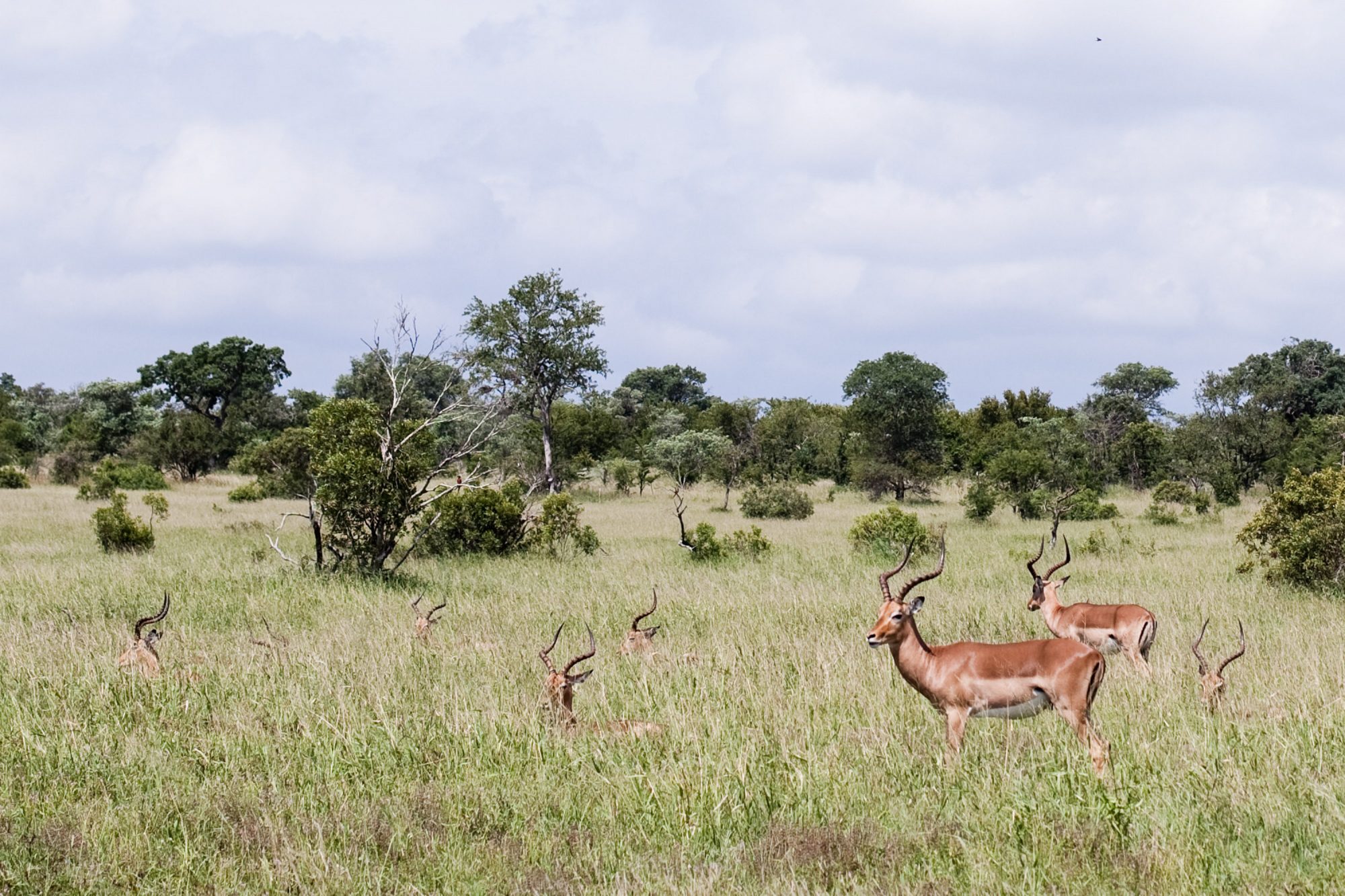 springboecke-im-hohen-gras-krueger-park-tarnung