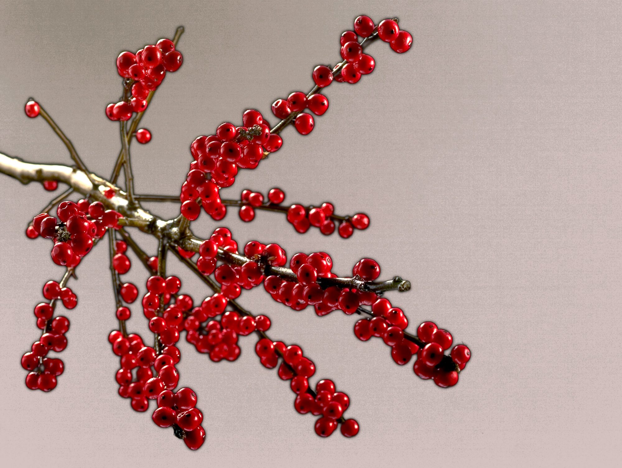 vogel-beere-rot-zweig