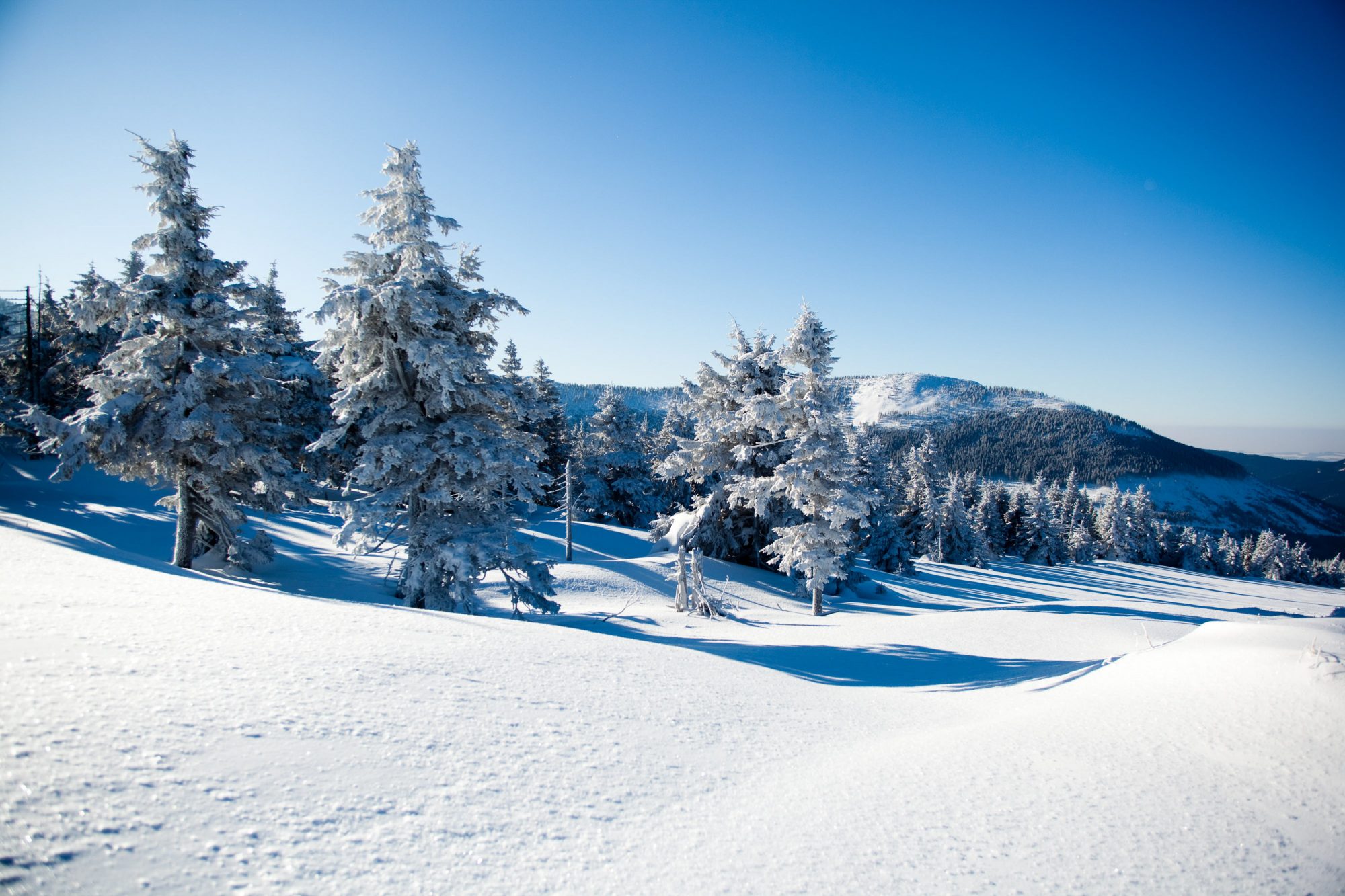 winter-wald-schnee-tannen-2
