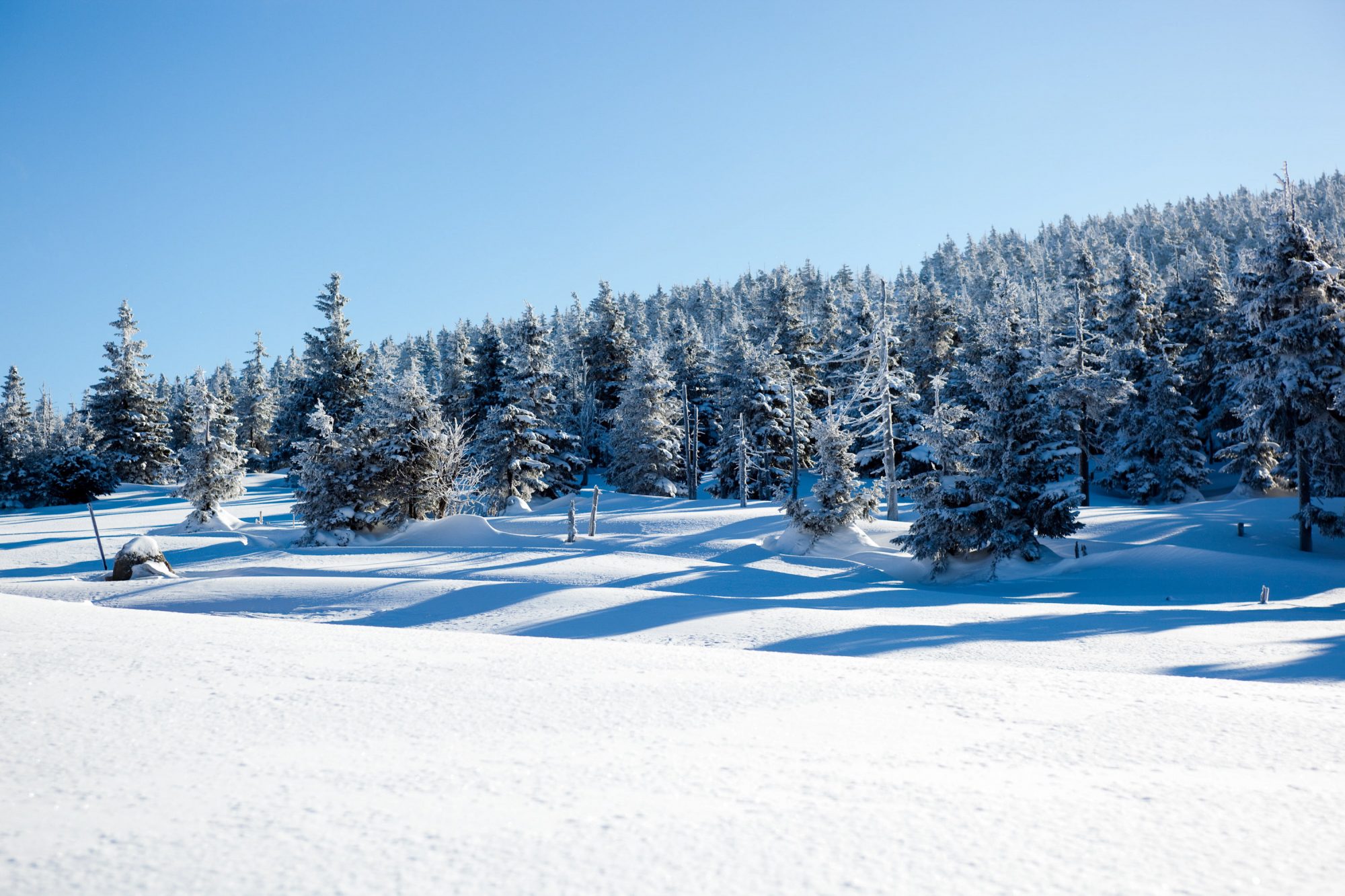 winter-wald-schnee-tannen