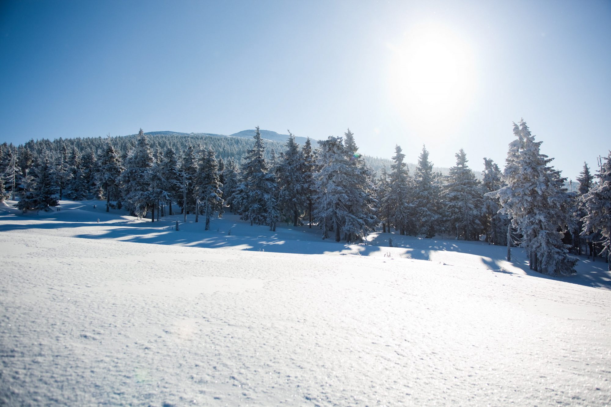 winter-wald-schnee-tannen-sonne