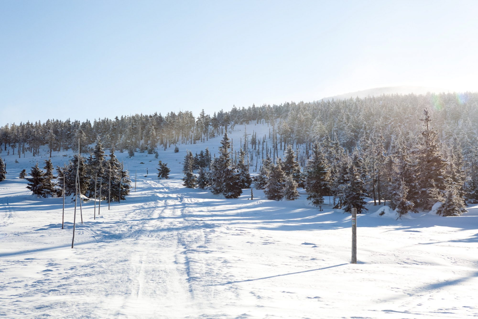winter-wald-schnee-tannen-weg