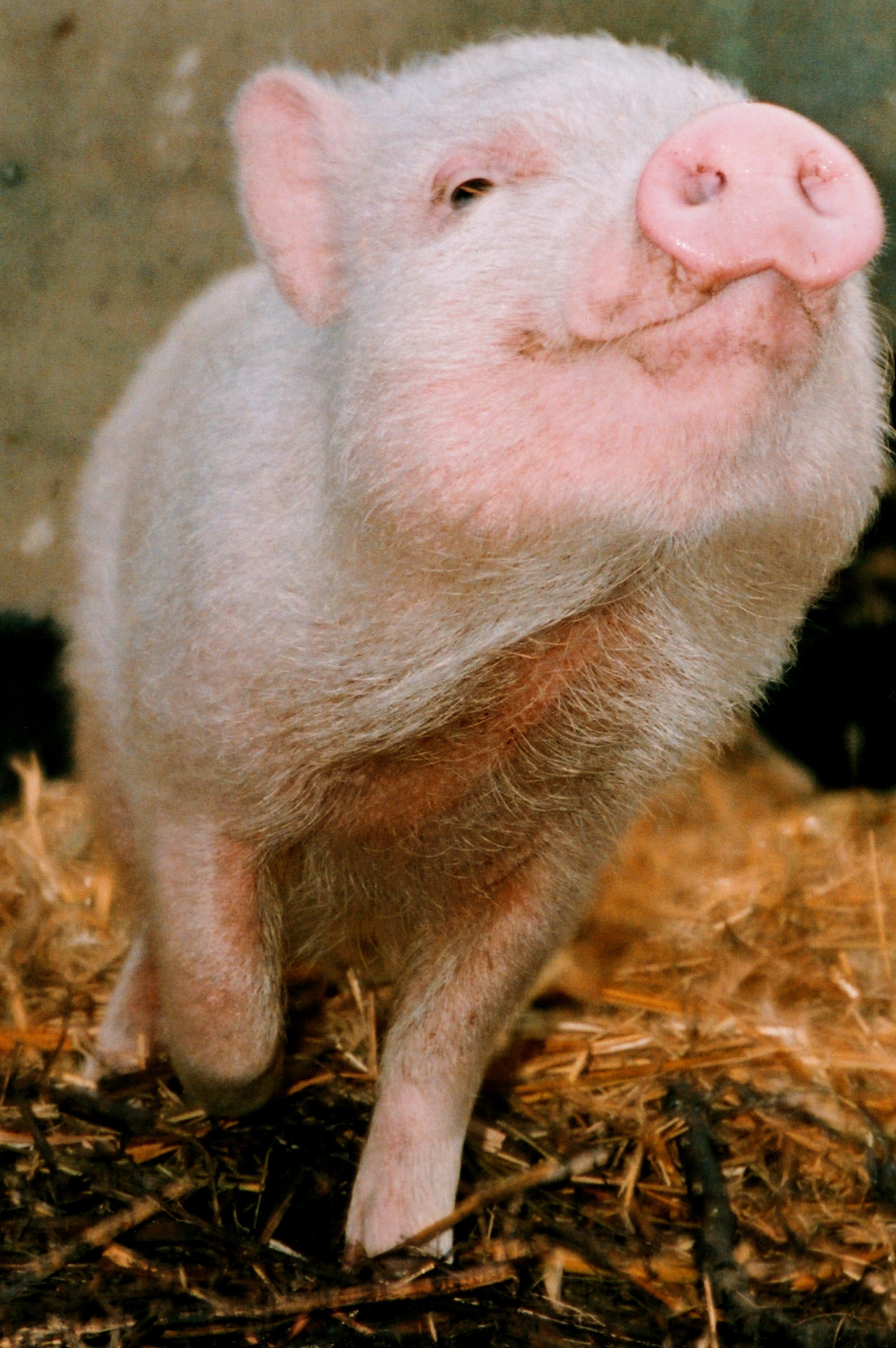 03582852-Schweinchen