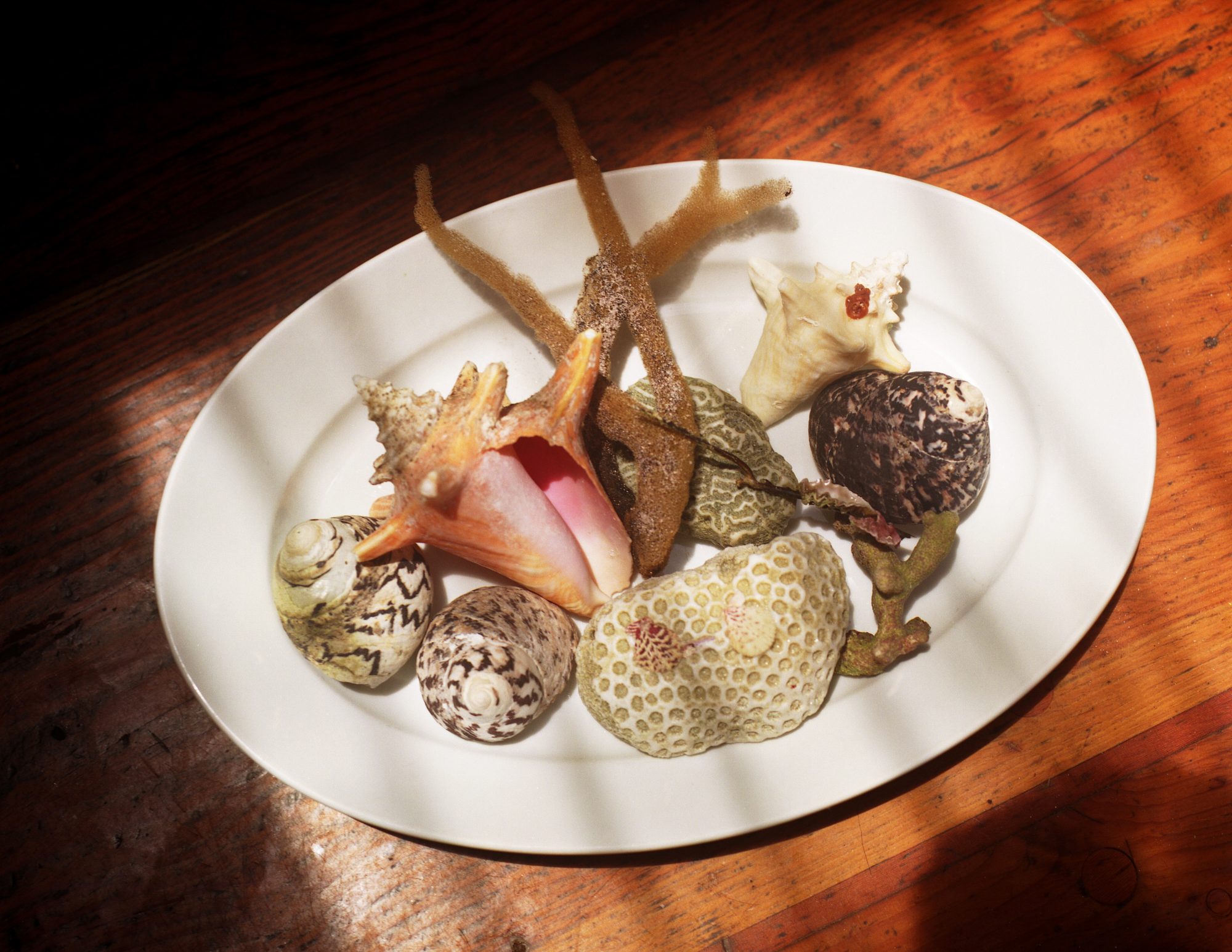 03735230-Muscheln und Korallen