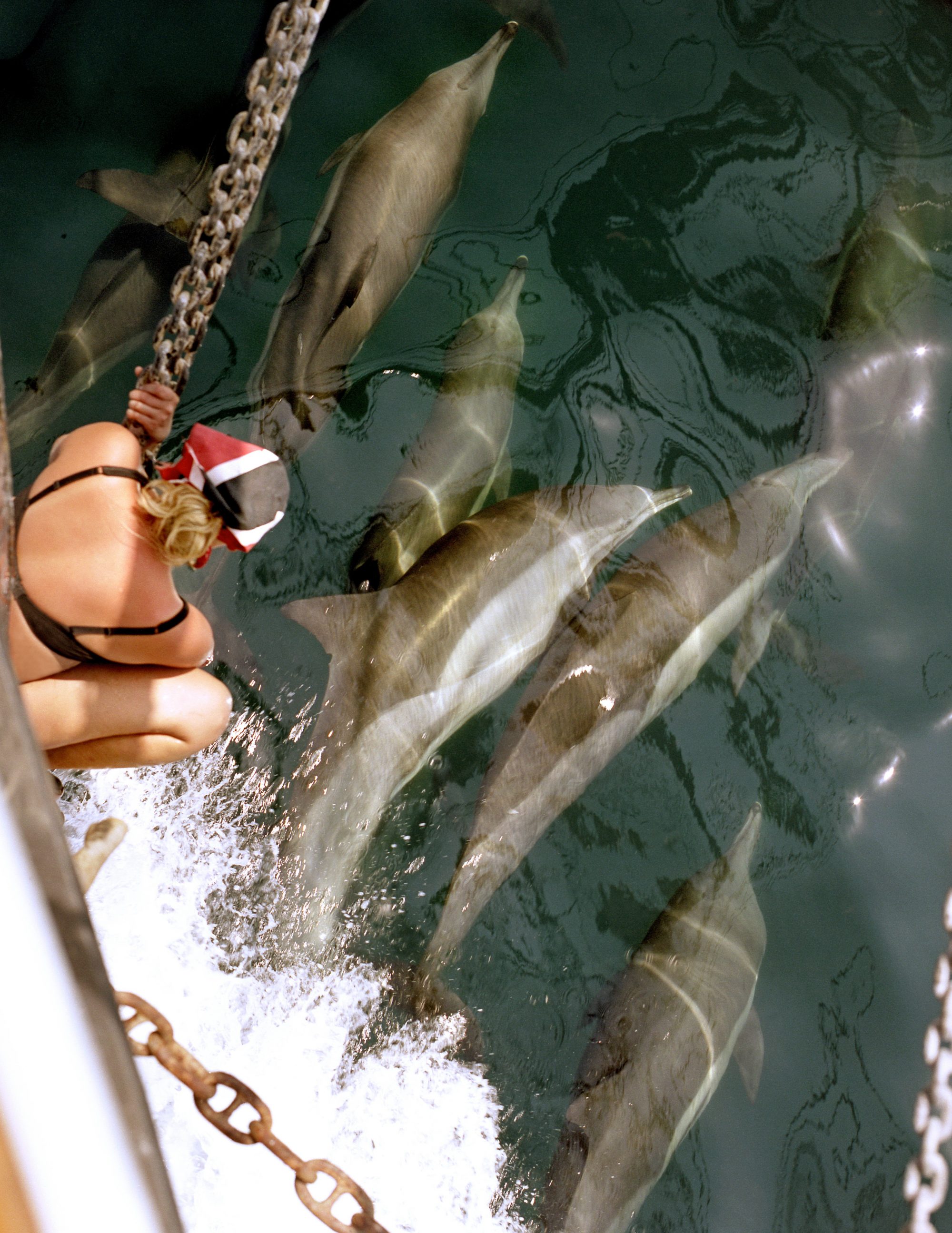 03816259-Delphin Begegnung