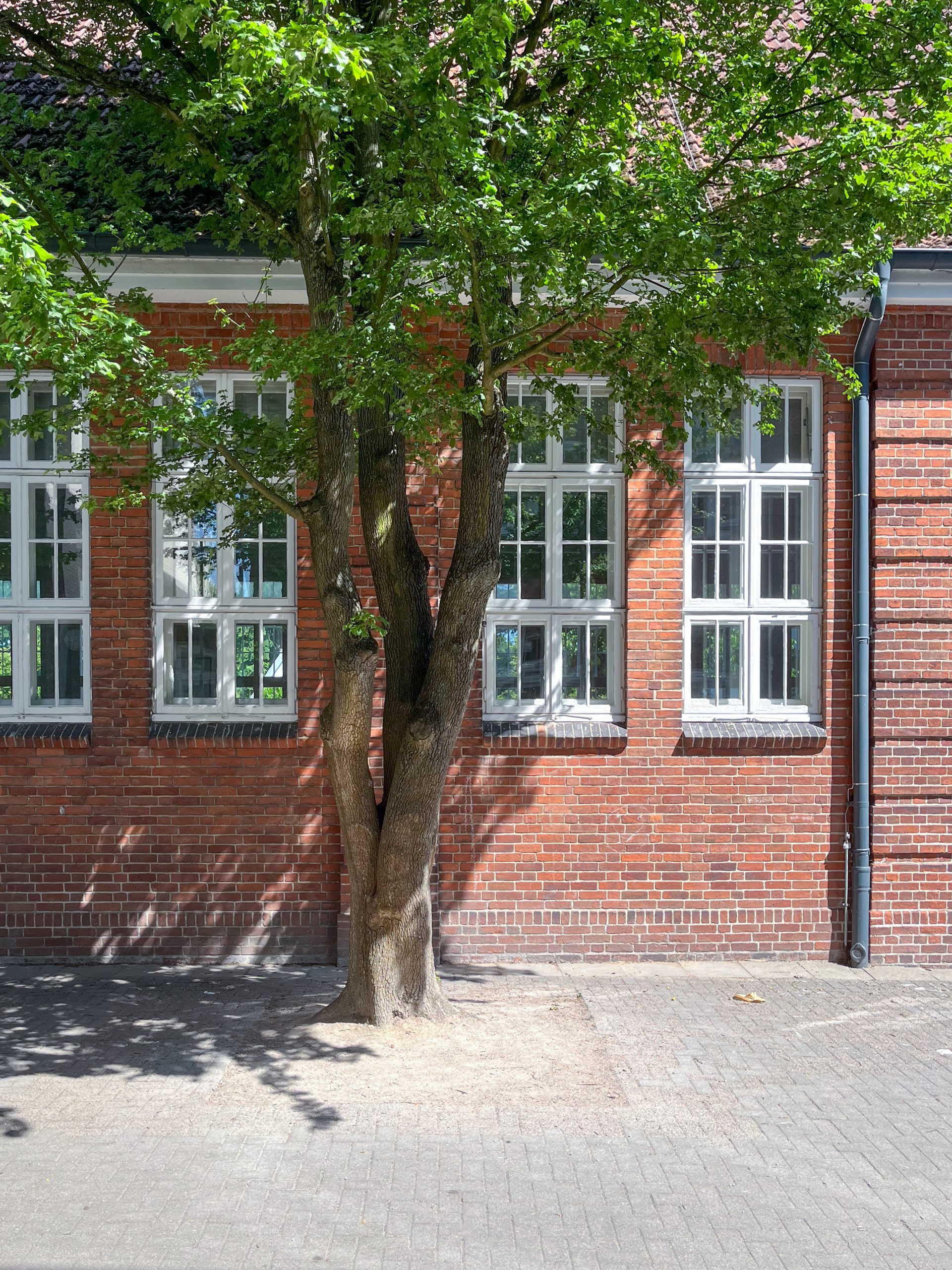 Baum vor den weißen Fenstern eines roten Backsteingebäudes.